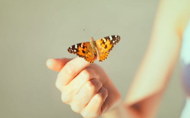  La mariposa y su relación con el duelo