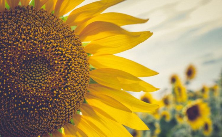  Los girasoles nos recuerdan a papá